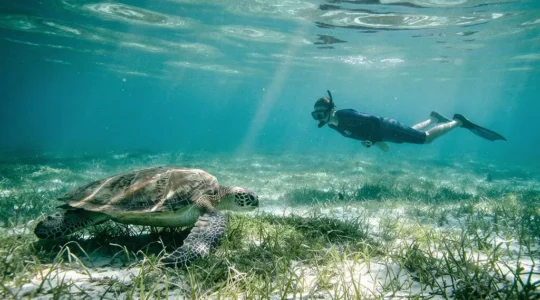 Nageur en apnée observant respectueusement une tortue verte au-dessus d'un herbier marin turquoise aux Antilles